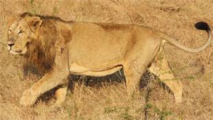 इंसानों को मारने के लिए 3 शेरों को आजीवन कारावास की सजा, असली दोषी कौन?