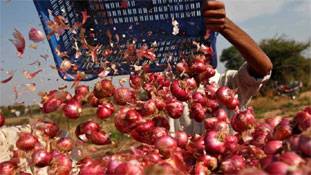 ये 30 पैसे किलो वाली प्याज ही 100 रुपये किलो बिकती, लेकिन...