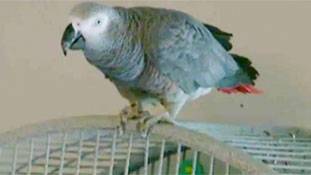 अमेरिका में एक आदमी की हत्या का राज खोलेगा एक तोता! जानिए कैसे