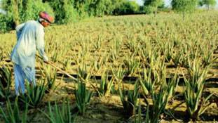 सरकारी नौकरी छोड़ी,एलोवेरा की खेती से बन गया करोड़पति!