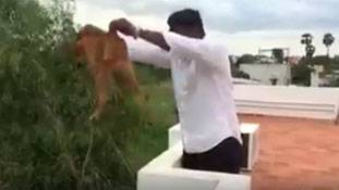 छत से फेंका गया कुत्ता जिंदा है !