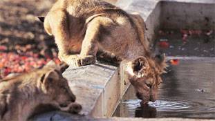 जंगल को छोड़ रिहायशी इलाकों में क्यों आ रहे हैं शेर..