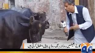 एक पाकिस्तानी पत्रकार ने लिया भैंस का इंटरव्यू, उसे 'जवाब' भी मिला! एक पाकिस्तानी पत्रकार ने लिया भैंस का इंटरव्यू, उसे 'जवाब' भी मिला!