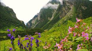 उत्तराखंड क्यों ? श्रीलंका में संजीवनी का पहाड़ खोजें हरीश रावत