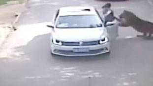 दो महिलाएं आपस में झगड़ीं और बाघ ने एक को खामोश कर दिया!