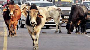 सांडों के चरित्र का अध्ययन करने वाला मंत्री भी जरूरी है