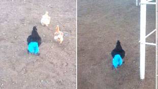 अब मुर्गा पैंट पहनेगा तो हंगामा तो मचेगा ही