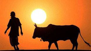 ‘MyGov’ नहीं ‘माई-गांव और माई-गाय’ के लिए कुछ करिए सरकार!