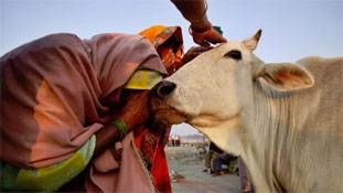 गाय की ऐसी चोरी और सवाल गोरक्षकों पर?