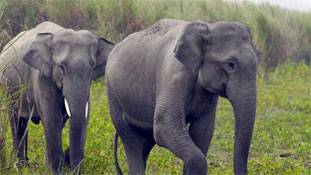 छत्तीसगढ़: इंसानों और हाथियों की नहीं, सरकार को बस मुनाफे की चिंता है!