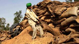 सिस्टम की नाकामी है हजारों टन सड़ रहा अनाज !