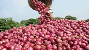 जिस प्याज के कारण सरकार गिर गयी थी, आज 5 पैसे बिकने के लिए मजबूर!