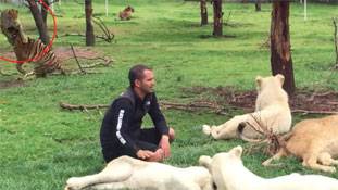 एक बाघ ने अपने हैंडलर को बचाया तेंदुए से, वीडियो हुआ वायरल!