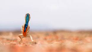 वाइडलाइफ फोटोग्राफी, इतनी खूबसूरत !!