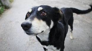 ये कौन हैं जो जानवरों का रेप करते हैं