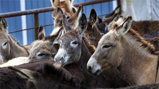 चीन को गधा देने से कतरा रही है पूरी दुनिया !