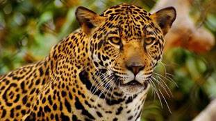 अब कंक्रीट के जंगलों में भटक रहे हैं जंगली जानवर