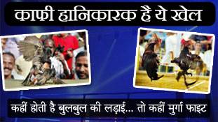 जल्लीकट्टू के बाद अब बारी बुलबुल, मुर्गा, बैल और भैंसे की