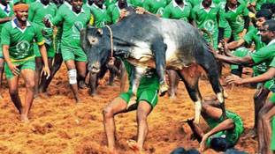 जल्लीकट्टू की जंग में सींग के सामने पनीरसेल्वम ही हैं