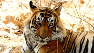 वनमंत्री की 'दया' से मैं डर गया हूं ; एक टाइगर की चिंता