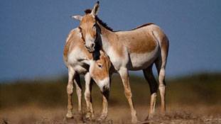 पूरा गधा नहीं, आधा घोड़ा भी है गुजरात का 'घुड़खर'