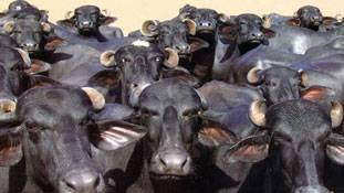 गोसेवक सरकार की नजर भैंस के मांस पर !