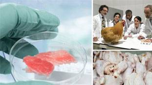 शुरू हुई चिकन की खेती... अब बिना हलाल के खाइए मुर्गा