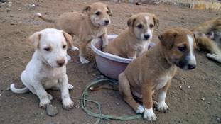 अथ श्री कुत्ता कथा !