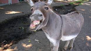 खुश तो बहुत होंगे गुजरात के गधे आज !