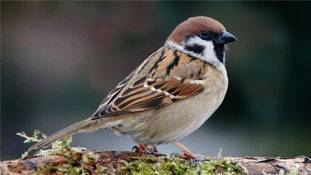 सुन लीजिए, गौरैया की बात वरना सिर्फ गूगल पर पढ़िएगा..