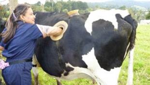 क्रूरता की हद... गायों के पेट में स्थाई सुराख बना दिया ! क्रूरता की हद... गायों के पेट में स्थाई सुराख बना दिया !