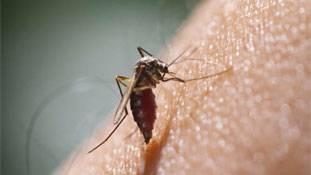 दिल्‍ली पर मच्‍छरों का हमला मोदी और केजरीवाल दोनों के लिए शर्मनाक !