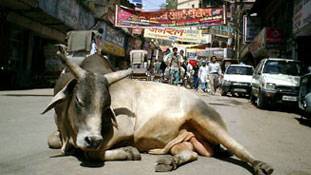 जान लीजिए यदि गाय से आपकी कार टकराई तो...