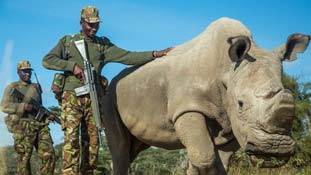 दुनिया के आखिरी बचे गैंडे का 'प्रेम-प्रस्‍ताव' स्‍वीकार होना ही चाहिए !