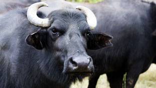 मां का संरक्षण कर लिया मगर मौसी ! उसके बारे में तो किसी ने सोचा तक नहीं