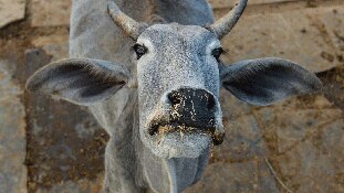 केंद्र के ये नियम कहीं मोदी विरोधी ना बन जाएं!