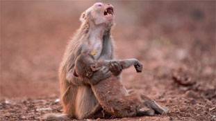 फोटो स्‍टोरी : भावनाओं की ताकत बयां करती एक तस्‍वीर