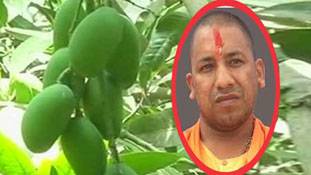 लो जी आ गया 'योगी आम', क्या आपको पता हैं इसकी खूबियां