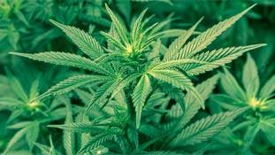 जब अमेरिका के दबाव में आकर राजीव गांधी ने लगाया था एक पौधे पर बैन