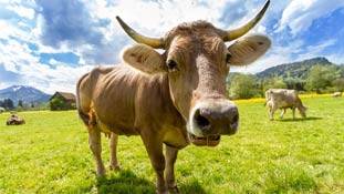 बीपीएल और मनरेगा से ज्यादा कमाएंगी गायें !