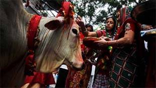 गाय पर बयान ही है अब सफलता की सीढ़ी, हाई कोर्ट के जज हैं, इतना तो समझ गए होंगे