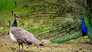 दुबई के मोर का भारत की मोरनी के नाम खुला खत