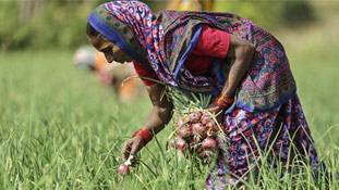 मध्‍यप्रदेश के प्‍याज किसानों से ये धोखा देश के साथ धोखा है