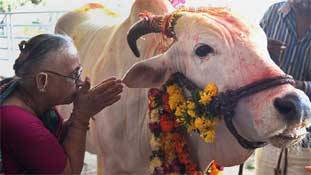 हम उस देश के वासी हैं जहां इंसान की जान की कीमत गाय से भी कम है!