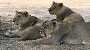 12 शेरों से घिरी एंबुलेंस में बच्चे का जन्म किसी को भी आश्चर्य में डाल सकता है