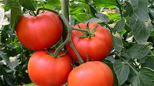 ओपन लैटर : प्यारे टमाटर, तुम बिन मेरी थाली सूनी है