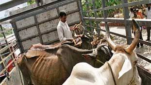 भोजपुर में ट्रक पर गौरक्षकों का हमला बिहार में बीजेपी का स्वागत है या दस्तक?