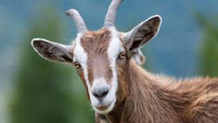 बकरे का खुला खत गौरक्षकों के नाम