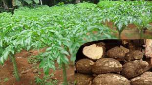 ओल का 'कब-कब' स्वाद:  इसका अंग्रेजी अनुवाद आजतक नहीं हो पाया !