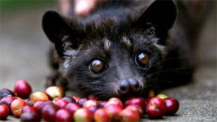 हां, मल से तैयार, 25,000 रुपए किलो वाली कॉफी हमारा भारत ही बेचता है...